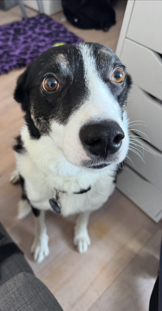 Rufus, the Big Wet Fish office dog